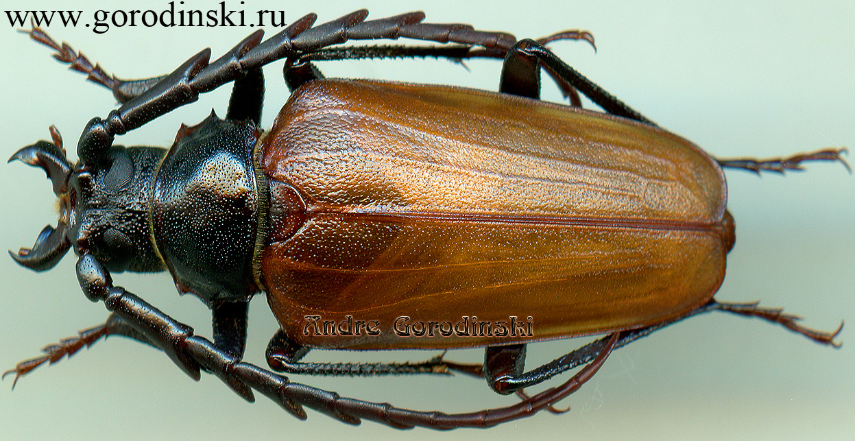 http://www.gorodinski.ru/cerambyx/Prionus (Psilotarsus) heydeni heydeni ab. lividipennis.jpg